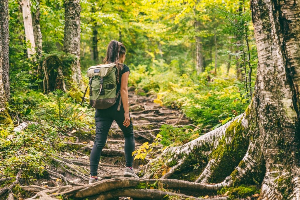 Forest hike trail