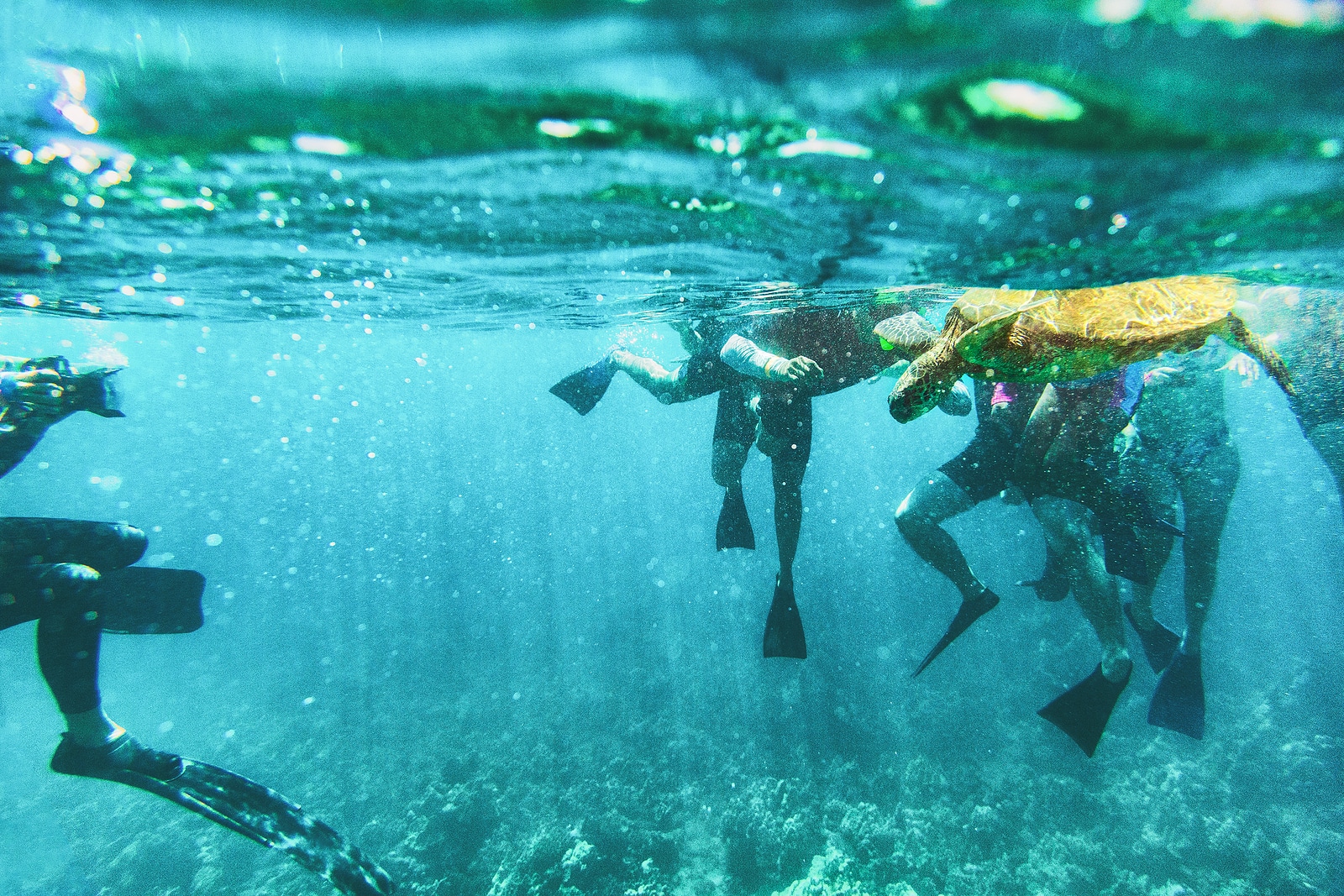 snorkeling with Tripps Plus