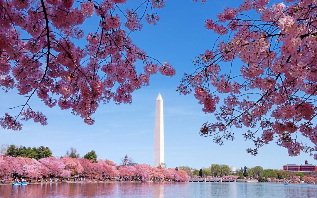 Washington DC cherry blossom with lake and Washington Monument.